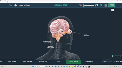 Interactive 3D Models